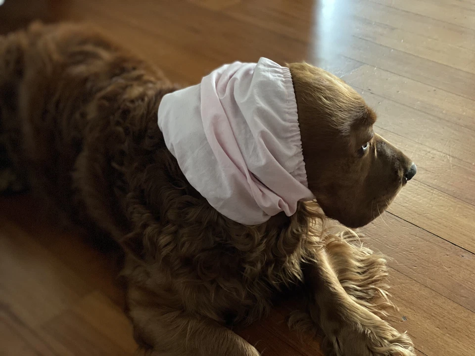 PARAORECCHIE COPRI ORECCHIE CUFFIETTE CUFFIA PER COCKER CAVALIER KING COTONE - Immagine 1 di 1