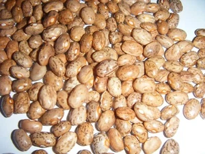 Over 200 Kentucky Cornfield Brown Greasy Beans Heirloom Seeds 200+ Mailed Quick - Picture 1 of 4