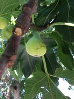 3 fresh Fig tree cuttings ,  Ficus Carica Var. COLL DE DAMA BLANCA-