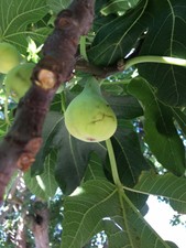 3 fresh Fig tree cuttings ,  Ficus Carica Var. COLL DE DAMA BLANCA-