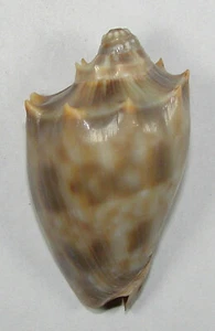 VOLUTA NIVOSA OBLITA 49.94mm SUPER CHOICE SPECIMEN Broome, Western Australia - Picture 1 of 2