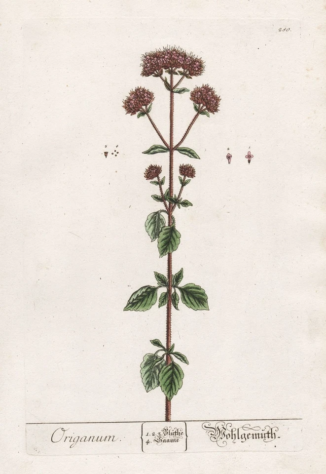 Origanum Oregano Dost marjoram Gewürz spice Blackwell Kräuterbuch engraving - Bild 1 von 1