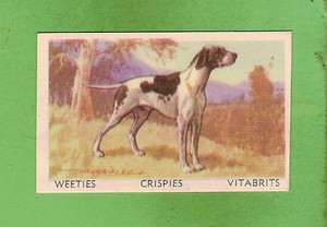 1949 FAVOURITE DOG CARD #10 - POINTER