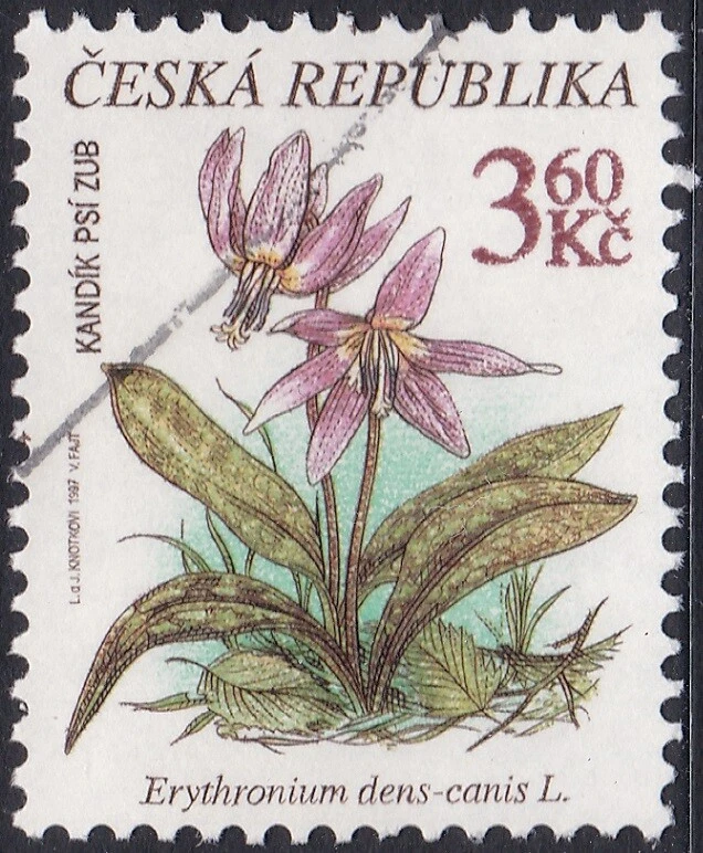 Espécimen, Checoslovaquia Sc3005 Flor, Diente de Perro Violeta, Erithronium dens-canis Foto 1 de 1