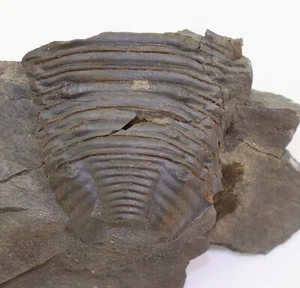 Trilobit, Burmeisterella vixarmata, Devon, Ems, Dasburg, Deutschland -i176 - Picture 1 of 4
