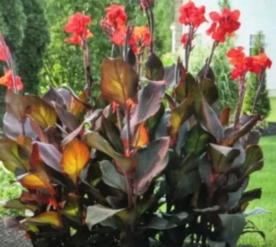 Canna Bulbs Red Flowers Tall  Plants ONE Bronze Leaf Lily Rhizome - Image 1 of 4