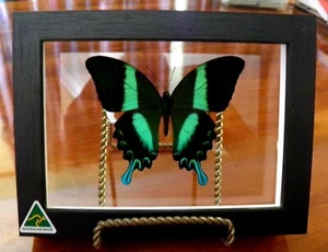 INDONESIAN PEACOCK BUTTERFLY IN A SEE THROUGH FRAME - Picture 1 of 4