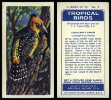 Levaillant's Barbet #3 Tropical Birds 1961 Brooke Bond Tea Card
