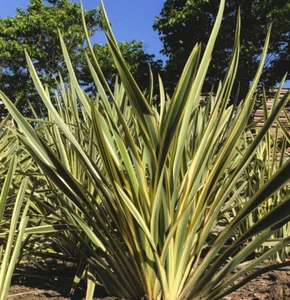 Phormium 'Yellow Wave' Perennial Grasses/Flax 9cm Pot Plant x1 - Picture 1 of 1