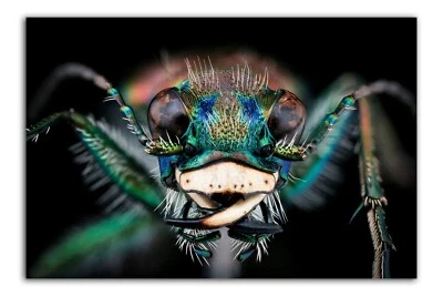 COW PATH TIGER BEETLE, Macro HEAD SHOT Photo Print (Borderless) Poster 19x13" in - Image 1 of 2