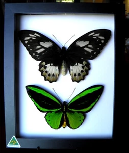 GREEN BIRDWING BUTTERFLY PAIR - Picture 1 of 5