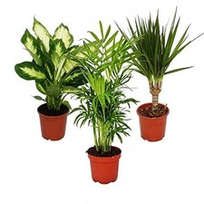 3x Real Plant Tree Set Palm Dragon Green Plant Pot 45cm Indoor Outdoor Patio NEW