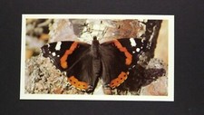 1 x Grandee Cigar card Butterfly - Red Admiral ± No 8 ≠ Q33