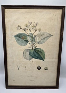 1806 Melastoma nivea Plant engraving Bouquet plate-von Humboldt & Bonpland - Picture 1 of 3