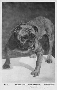 POSTCARD COMIC - BULLDOG THEME - FAMOUS - MURILLO - Picture 1 of 2