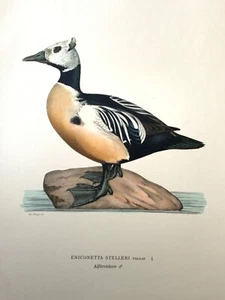 Antique Bird Print - 1920 Scandinavian Chromolithograph - Stellers Duck - Picture 1 of 4