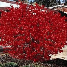 Burning Bush (Kochia Trichophylla)- 50 Seeds 