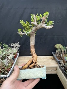 Lilliput Dwarf Jade Bonsai - Picture 1 of 4