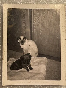 Siamkatze Welpe Vintage Foto Bild schwarz weiß - Bild 1 von 3