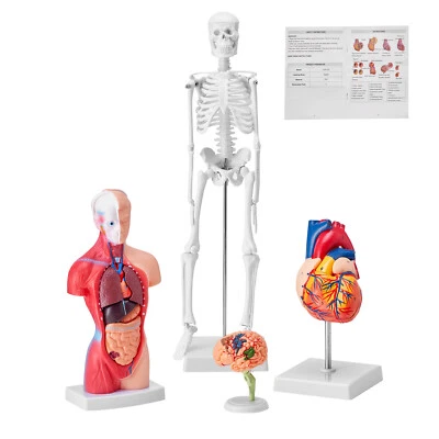 VEVOR Modello Anatomico per Corpo Umano 4 Pezzi Cervello Torso Cuore Scheletro