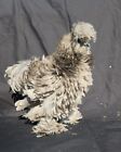 NPIP 18+ Gorgeous Fertile Silkie Hatching Chicken Ovals - Peony Puff Silkies 
