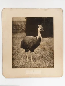 Gambier Bolton Cassowary Zoo Animal c1900 Large Carbon Print Photo - Foto 1 di 1