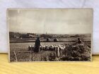 General View Monks & Sheep, Caldey Island, Pembrokeshire, Wales, unbranded pcard