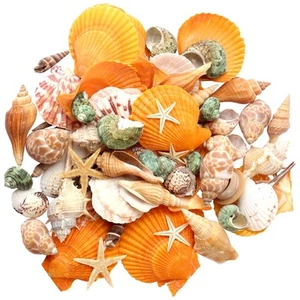 gopiter Muscheln - Strand gemischte Muscheln - verschiedene Größen bis 2" natürliche Se... - Bild 1 von 7