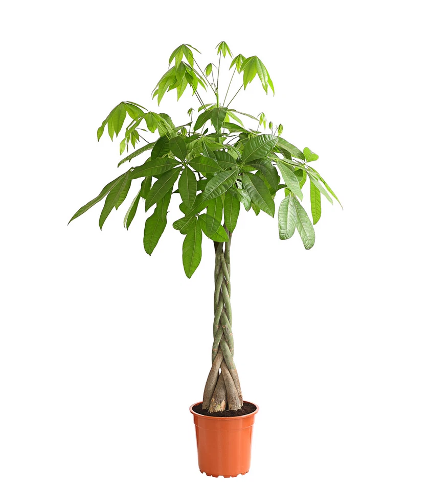 Zimmerpflanze Glückskastanie baumförmig ab 70-170 cm Ø Topf ab 19-31 cm, Dehner - Bild 1 von 1