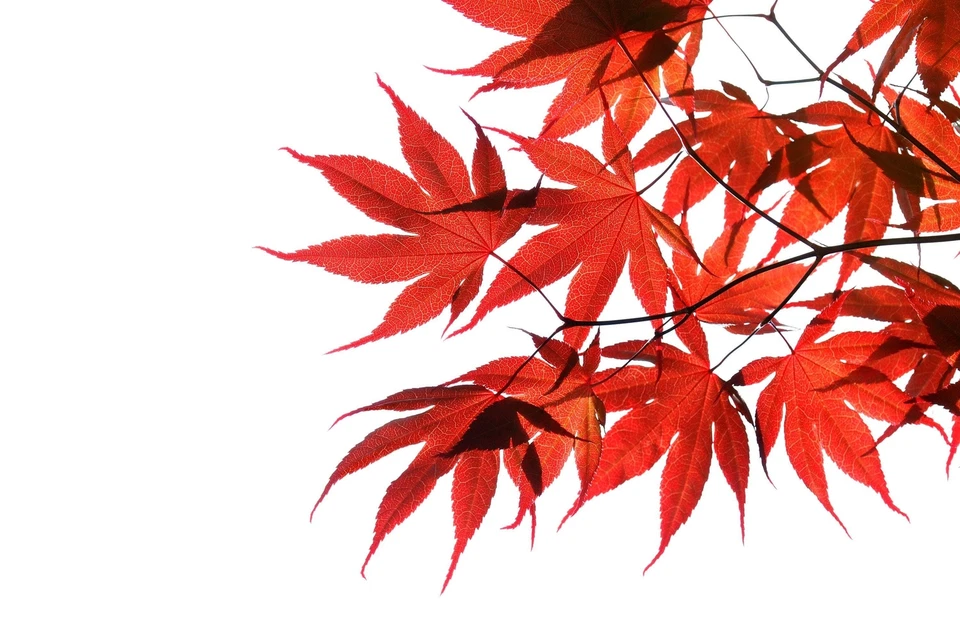 10 RED JAPANESE MAPLE Tree Ornamental Acer Palmatum Seeds - Image 1 of 4