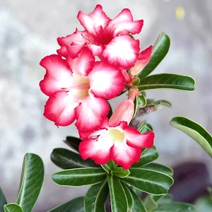 Bonsai ~ 10x Stück ☆ Wüstenrose / Desert Rose ☆ [lat. "Adenium Obesum"] Samen - Bild 1 von 9