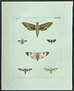 VERY RARE 1773 DRURY Vol.2  SPHINX +5  MOTHS HandColored Copper Plate XXVIII 28 - Picture 1 of 8