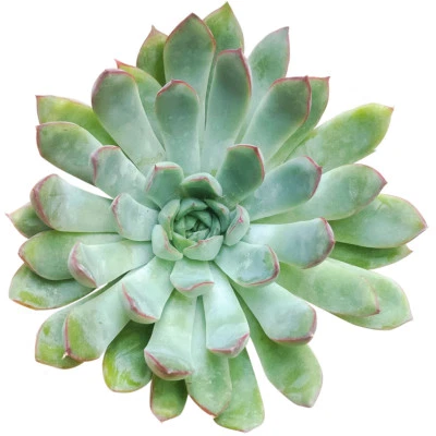 Echeveria pulidonis Red Edged Succulent (2'' or 4'') - Image 1 of 4