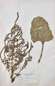 Botany - Plank Herbarium Xixth - Plants Dried - Primulacées 21 - Picture 1 of 3