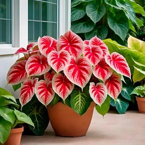 6 Crimson Sky Caladium Bulbs for Planting - Perennial Hosta, Elephant Ears, - Picture 1 of 3