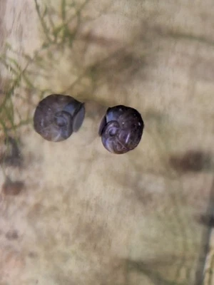 50 caracoles Ramshorn limpiador vivo alimentador guisante tampón alimento agua dulce acuario estanque Foto 1 de 3