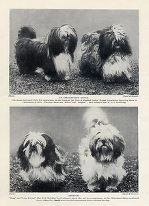 LHASA APSO VIER BENANNTE HUNDE FRÜHE BEISPIELE DER RASSE SCHÖNER ALTER HUNDEDRUCK AUS DEN 1930er JAHREN - Bild 1 von 1