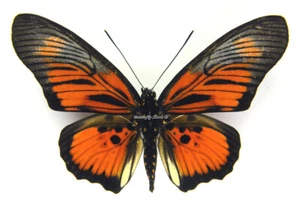 Unmounted Butterfly/Nymphalidae - Pseudacraea clarkii, male, A- - Imagen 1 de 2