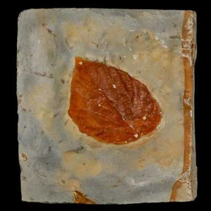 Planta fósil antigua Davidia de 1,6" planta hoja fuerte formación Unión Glendive - Imagen 1 de 6