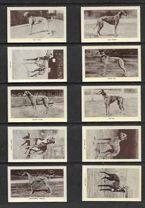 Morris (Forecast) RACING GREYHOUNDS Set Zigarettenkarten - Bild 1 von 3