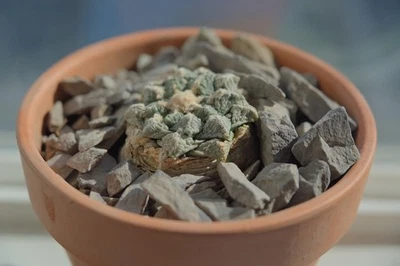 Ariocarpus Living Rock Cactus 2.5 inch - Image 1 of 4