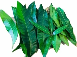 Fresh Mango Leaves Organic All Natural, No Pesticide, No Chemicals from South Fl - Picture 1 of 5