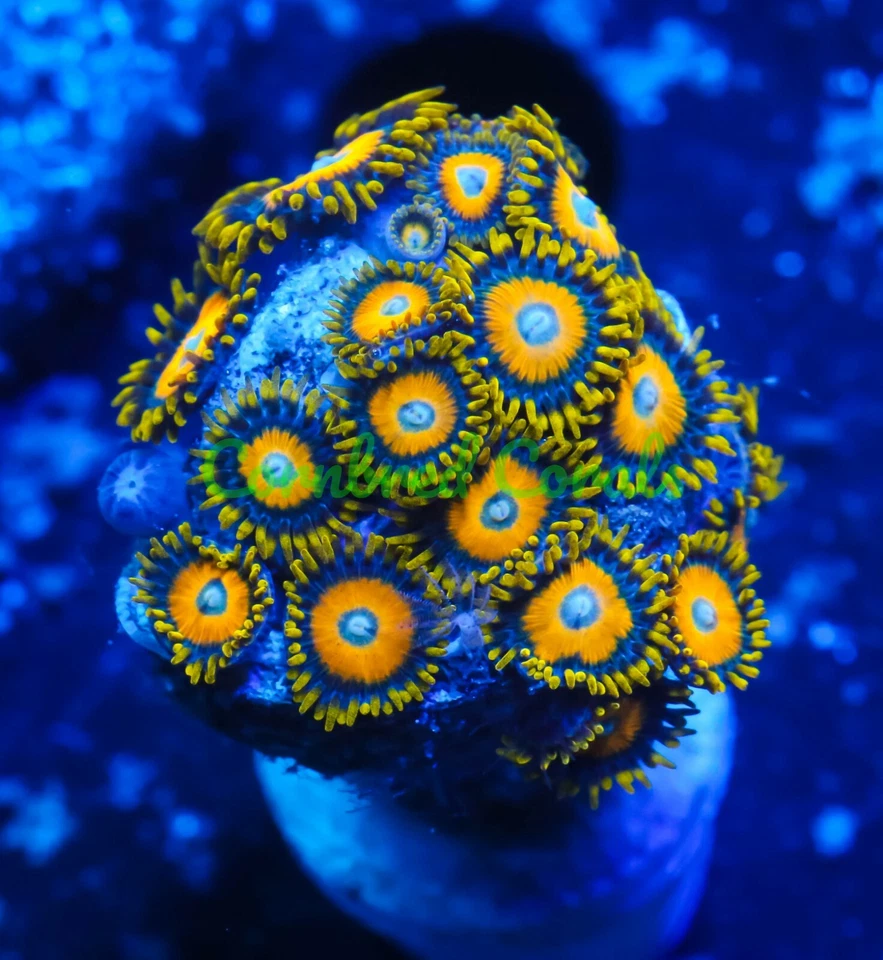 Zoas Cornbred's Scrambled Eggs - 1 pólipo - Fragmento - CORAL VIVO Foto 1 de 1