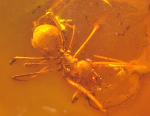 Very RARE Assassin Pelican Spider in Baltic Amber Fossil Gemstone - Picture 1 of 14