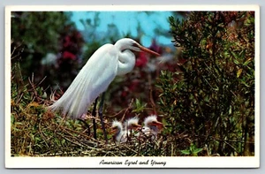 Postal AMERICAN EGRET nido Everglades Parque Nacional FL de colección unp cromo A52 - Imagen 1 de 2
