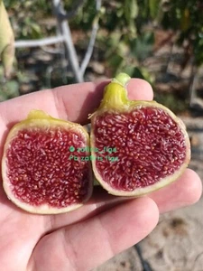 2x “Vasilika Melissi” Fig tree cutting Greek FIG From CYPRUS Island - Picture 1 of 6