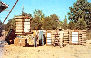 #H3967 BAUMWOLLBALLEN bei COTTON GIN POSTKARTE, - Bild 1 von 2