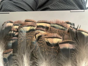 50 Brillante östliche wilde Truthahn vergittert Schwanz Fächerfedern 5 bis 9". - Bild 1 von 7