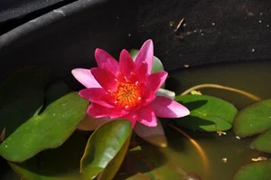 WATER LILY LUCY DIP EITHER RED,WHITE,PINK @ £ 12. FREE POST - Picture 1 of 3