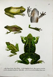 1833 Schinz (b1777),Teich Frösche, Amphibien, Hand Farbig Stein Lithographie - Picture 1 of 4